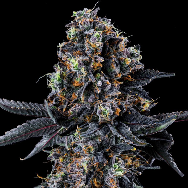 Wizard Trees Genetics Seed - White Soho