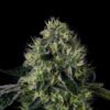Wizard Trees Genetics Lucky 123