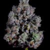 Wizard Trees Genetics Zangria S1