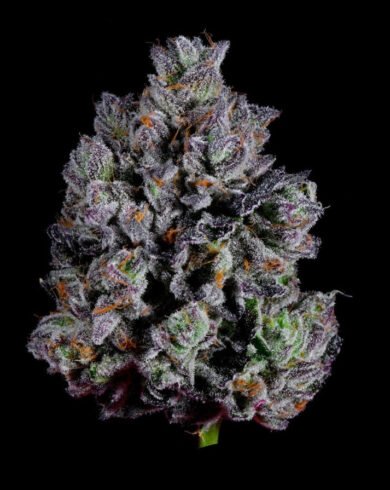 Wizard Trees Genetics Zangria S1